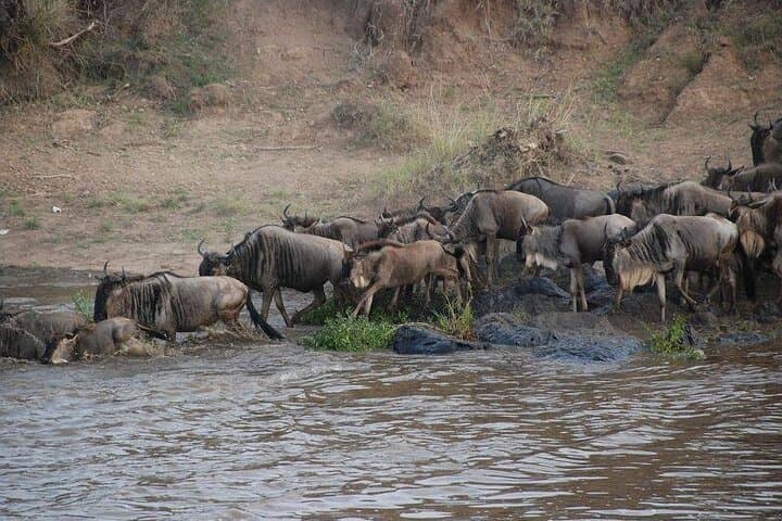 3 Days Safari Tour in Maasai Mara