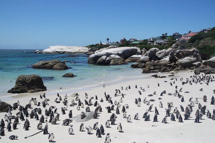 Full-Day Penguins & Cape Point with Table Mountain Cable Car
