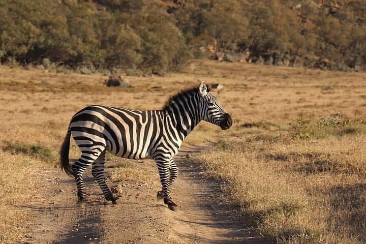 6 Days Private Tour of Masai Mara Lake Nakuru and Amboseli Safari