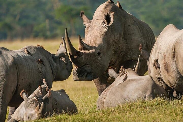 Aquila Private Game Reserve Safari Tour with Wine Tasting