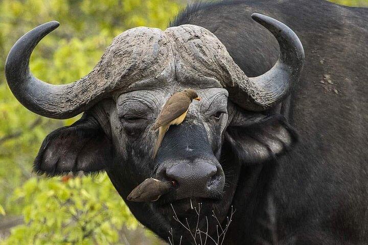 3 Days Explore Zambia Zimbabwe and Chobe Park in Botswana