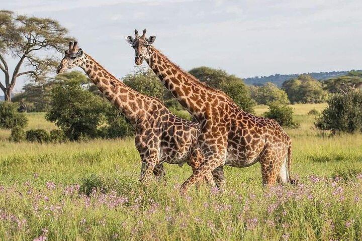 3 Days Explore Zambia Zimbabwe and Chobe Park in Botswana