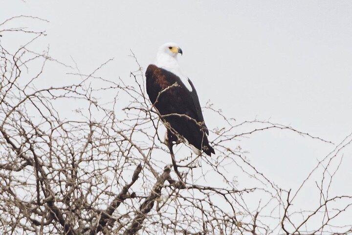 3 Days Explore Zambia Zimbabwe and Chobe Park in Botswana