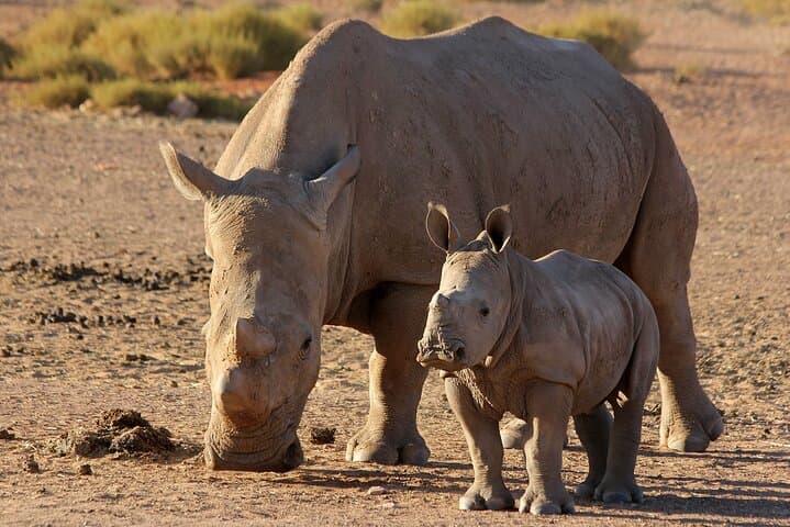 Big 5 game Reserve Safari with Lunch and Wine tasting