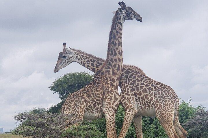 Nairobi Park Safari, Elephant Orphanage and Giraffe Centre Tour.