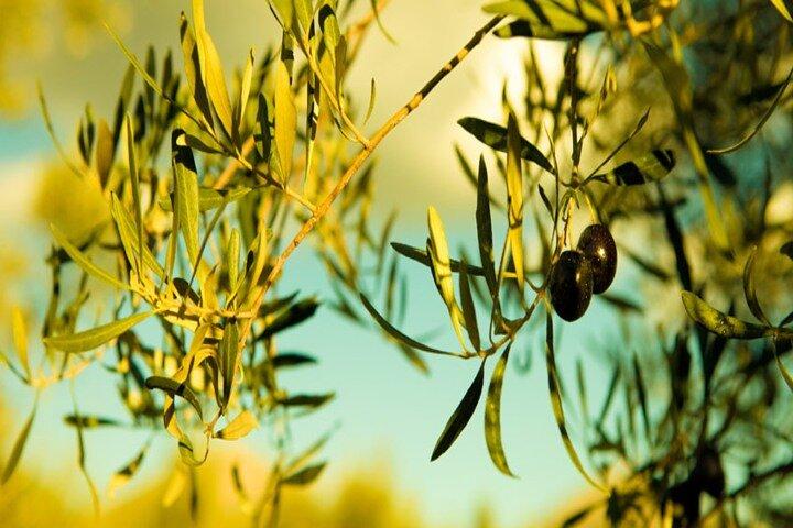 Combo: Epidaurus and Olive Oil Tour from Nafplio