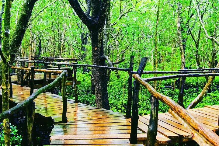 Dolphin Tour Jozan Forest, Kuza Cave, Paje Becach &The Restaurent