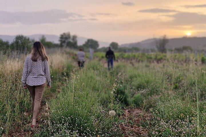 Cooking Class on Hvar Island: A Farm-to-Table Experience