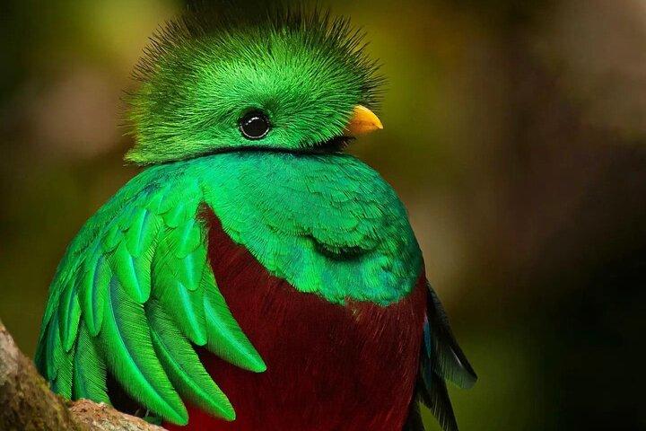 The Quetzal Tour In Monteverde