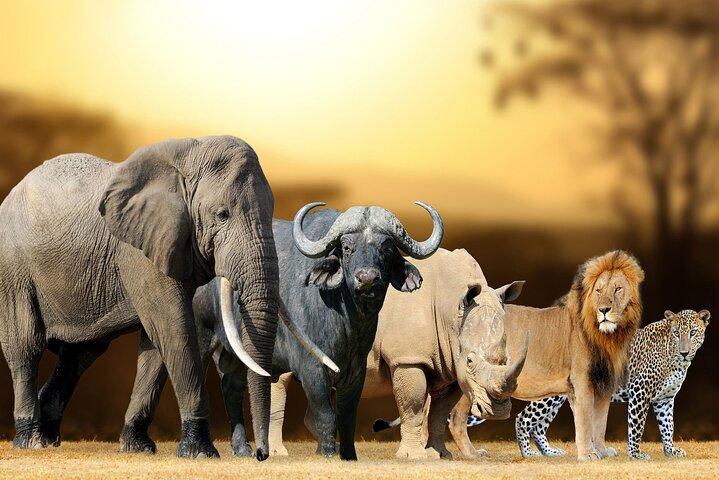 6 Days Private Tanzania Midrange Safari Adventure