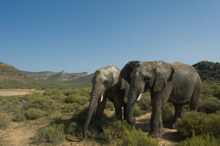 Big 5 Safari One Day Tour