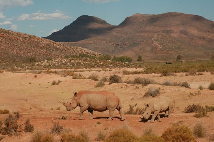 Big 5 Safari One Day Tour