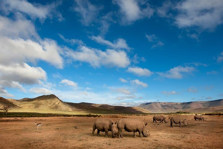 Big 5 Safari One Day Tour