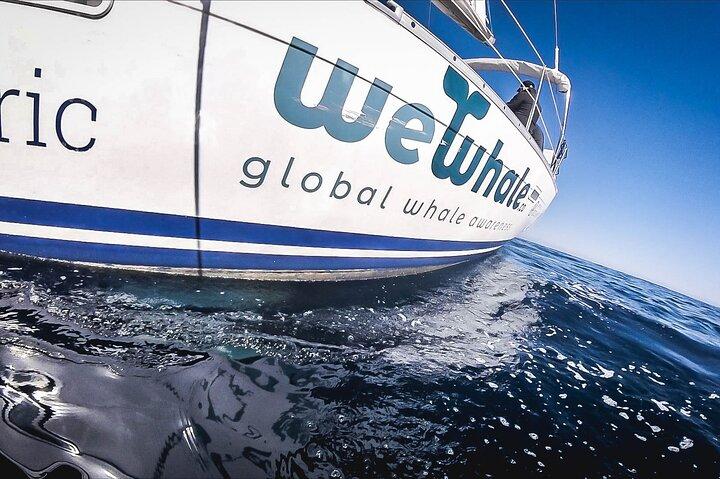 Whale & Dolphin Observation on Electric Sailing Boat in Denia