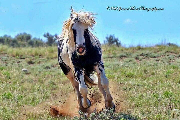 Red Canyon Wild Mustang Tours And Safaris In Cody Wyoming