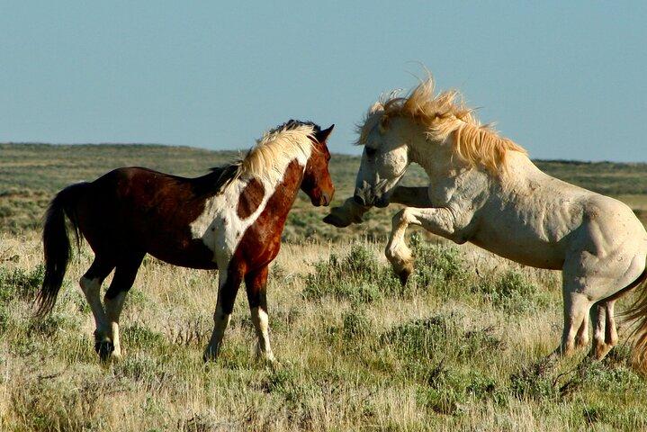 Red Canyon Wild Mustang Tours And Safaris In Cody Wyoming