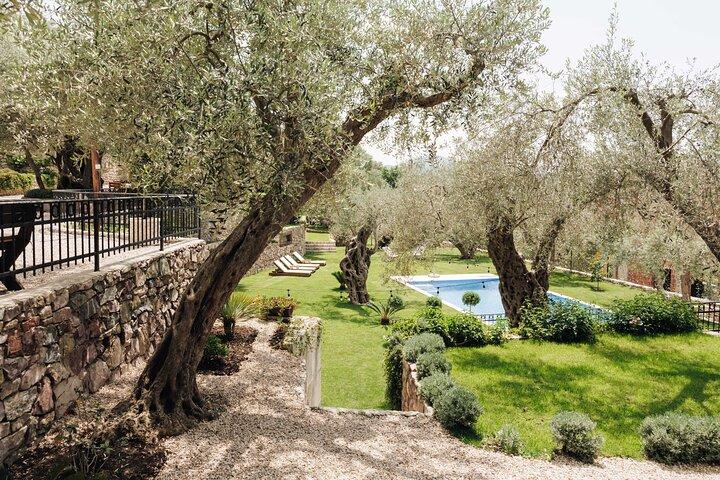 Private Olive Oil and Wine Tasting in Kurilo, Montenegro