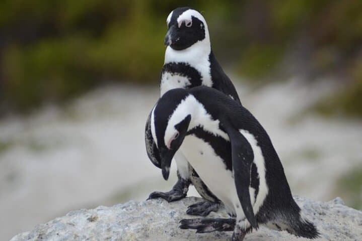 Cape Peninsula Table Mountain Penguin Colony Boulders