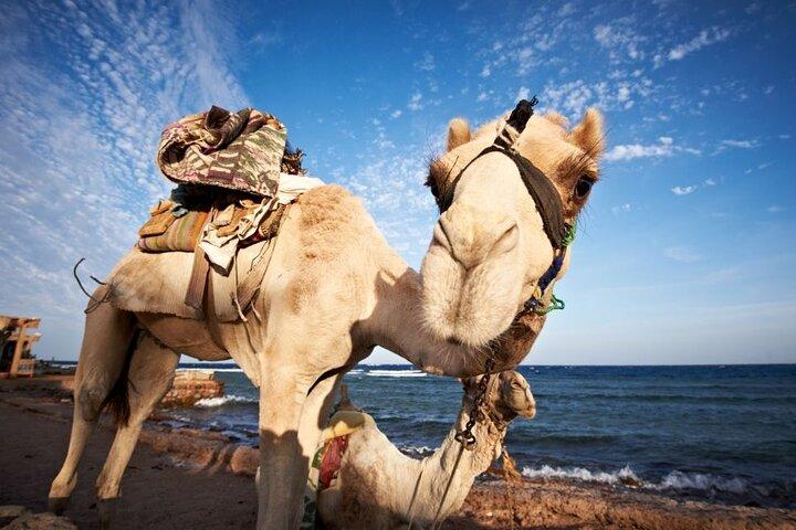 Jeep Adventure to Canyon Salama and Dahab from Sharm El-Sheikh