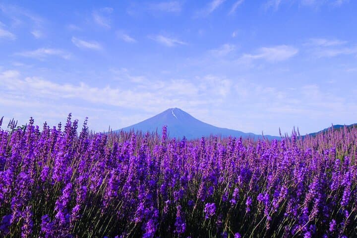 Seasonal Mt. Fuji Scenic Views, Fruit Picking and Ropeway Ride!