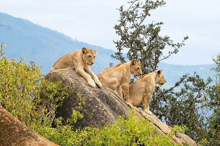 7 Days Group Safari to Mara, Nakuru & Amboseli in Midrange lodges