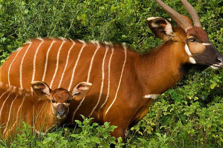 5 Days Aberdares Solio and Samburu Luxury Safari by 4x4 Jeep