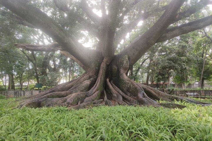 Lalbagh Botanical Garden Early Morning Walk + Breakfast at MTR