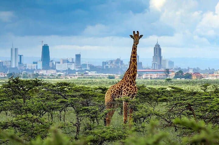 Nairobi National Park and Giraffe Center from Kenya with a Guide