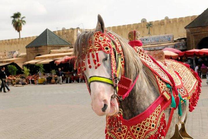Day trip from Fes to Volubilis Moulay Idriss & Meknes