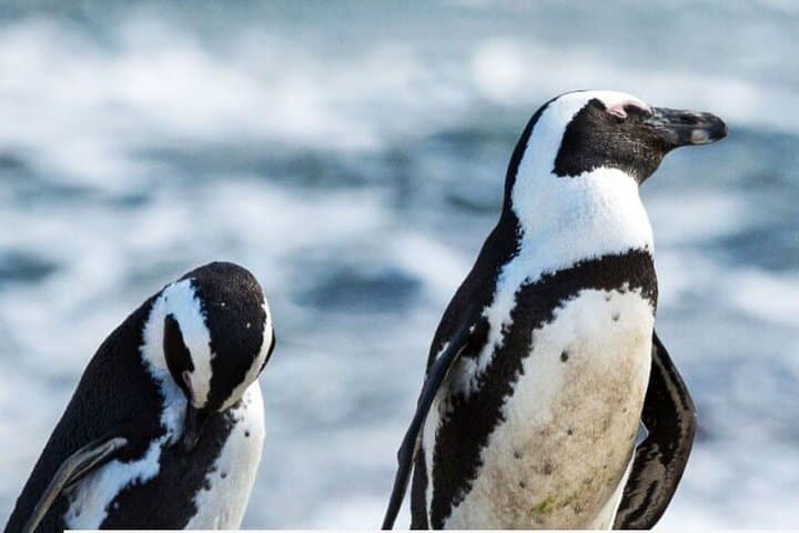 3 Day Private Garden Route From Cape Town