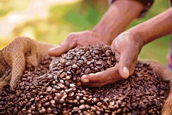 Fairview Coffee Estate, Limuru Kenya Farm Tour From Nairobi