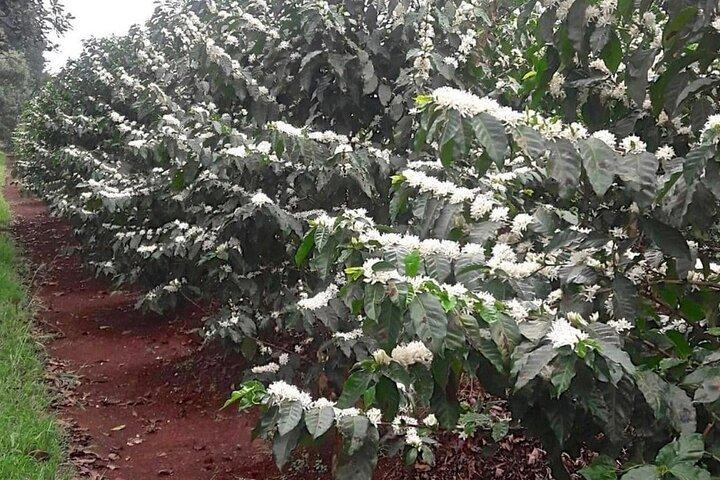 Fairview Coffee Estate, Limuru Kenya Farm Tour From Nairobi