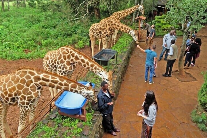 Private Tour To Giraffe Centre in Nairobi