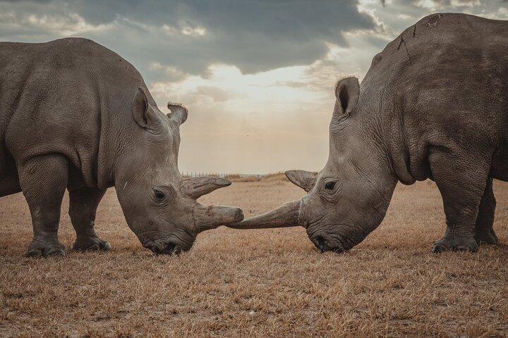 Private Day Tour to Olpajeta Conservancy From Nairobi