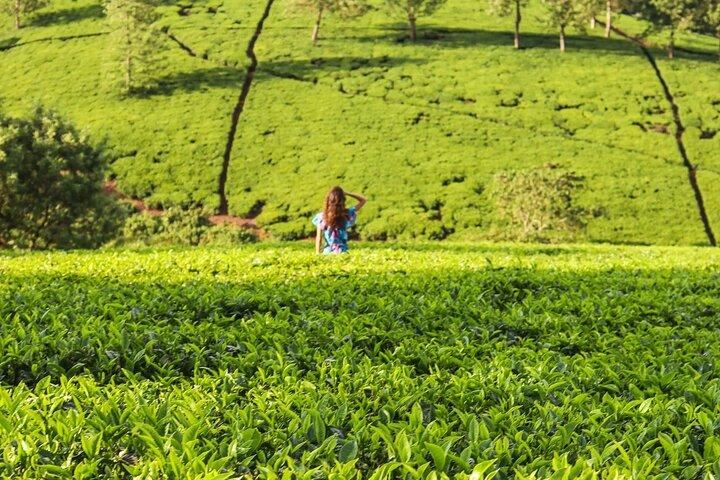 Kiambethu Tea Farm Day Tour