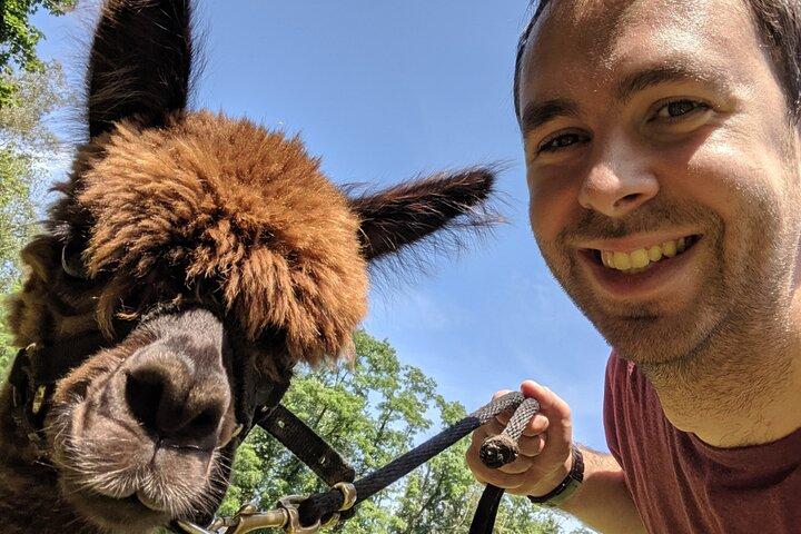 Alpaca and Llama Trek in Pleasant Valley