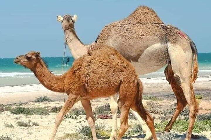 Dakhla White Dune Tour
