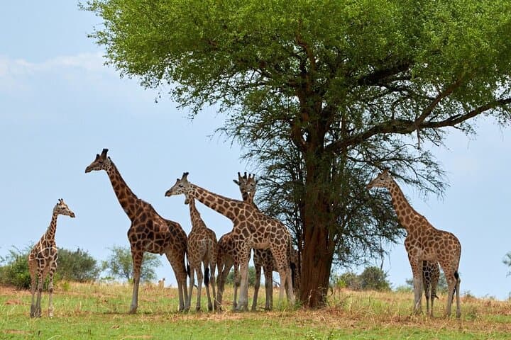 Giraffe Centre Safari Experience in Nairobi / Kobe Beads Factory