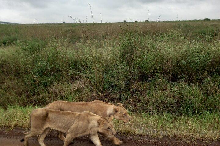 Wildlife safari at Nairobi National Park
