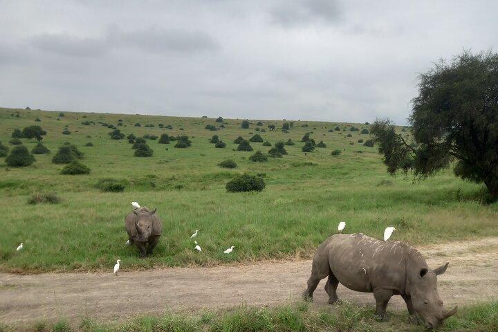 Wildlife safari at Nairobi National Park