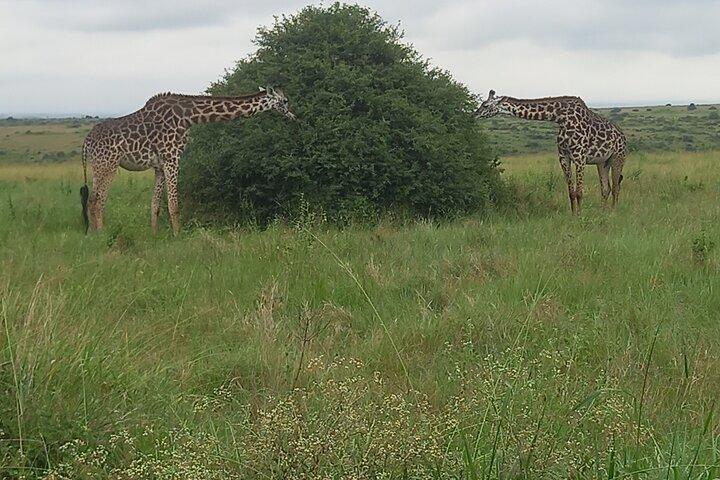 Wildlife safari at Nairobi National Park