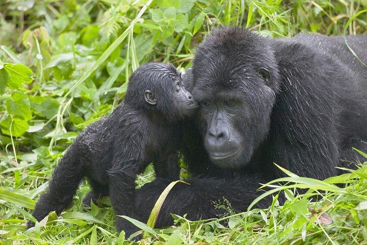 10 Days Uganda wildlife and Primate Trekking Safari