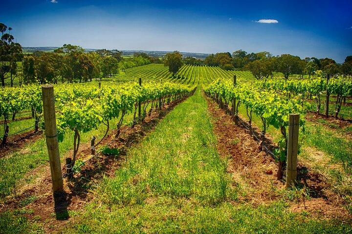 McLaren Vale Winery Small Group Tour with Wine Tasting and Lunch