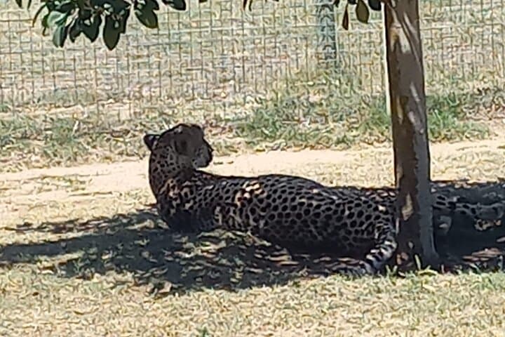 Giraffe House Encounter & Cheetah Outreach with Wine Tasting Tour