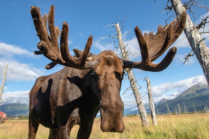 Scenic Tour to Wildlife Center from Anchorage