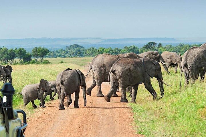 Day Trip to Selous Nyerere National Park Flying from Zanzibar