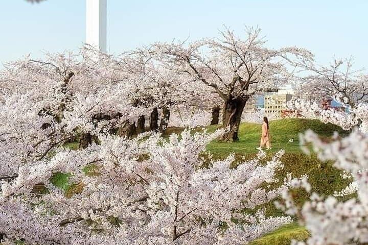 Mount Fuji Oshino Hakkai Sengen Park Sightseeing Day Tour