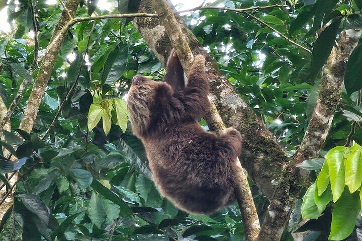Sloth Tour in the Rainforest from Costa Rica