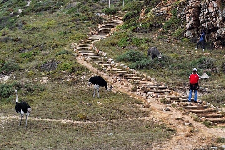 Private sightseeing tour; Cape of Goodhope, Cape Point & penguin tour