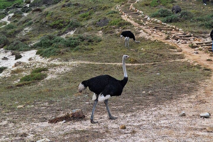 Private sightseeing tour; Cape of Goodhope, Cape Point & penguin tour